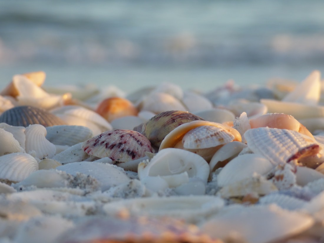 Sanibel Island, Southwest Florida